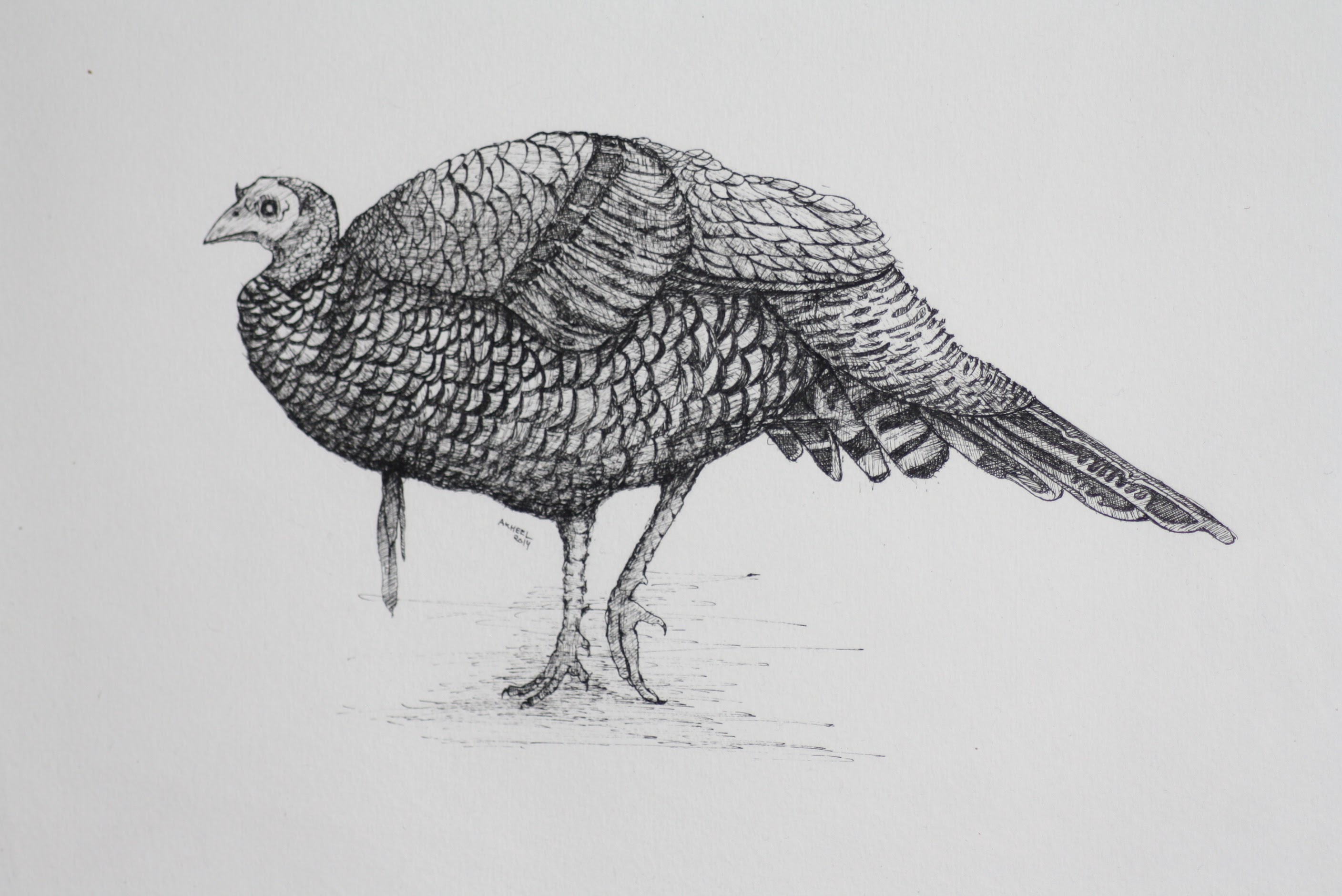 Turkey 1 (pen and ink) ArtAndCollect
